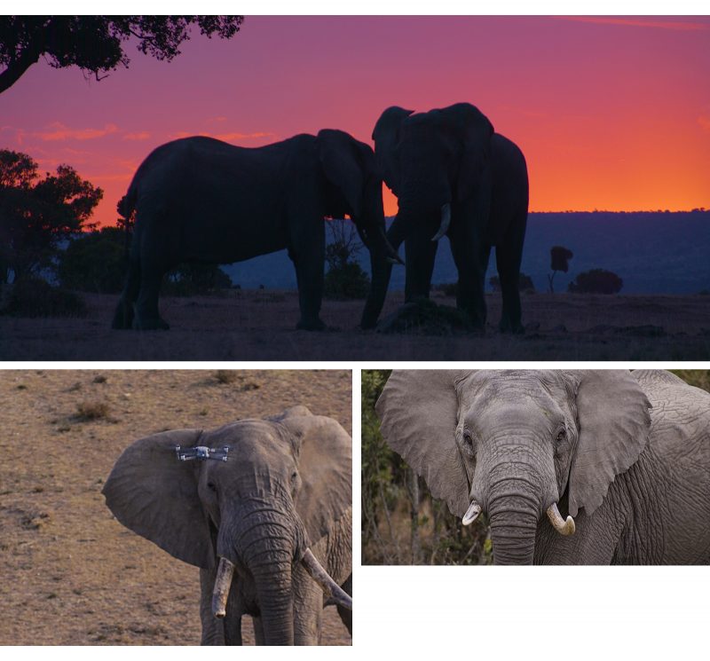 protezione elefanti con drone
